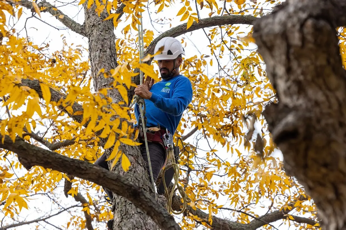 Skilled Tree Transplanting crew working in Naples